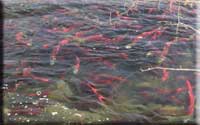 Adams River Sockeye Salmon Run, Adams River, Salmon Run, Adams Lake, Adams River, Squilax Anglemont Highway, Salmon Migration, Salute To The Sockeye, Sockeye Salmon, Spawning Salmon,  Roderick Haig-Brown Provincial Park, The Adams River Salmon Society